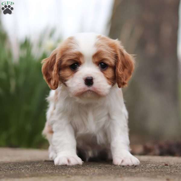Oliver, Cavalier King Charles Spaniel Puppy